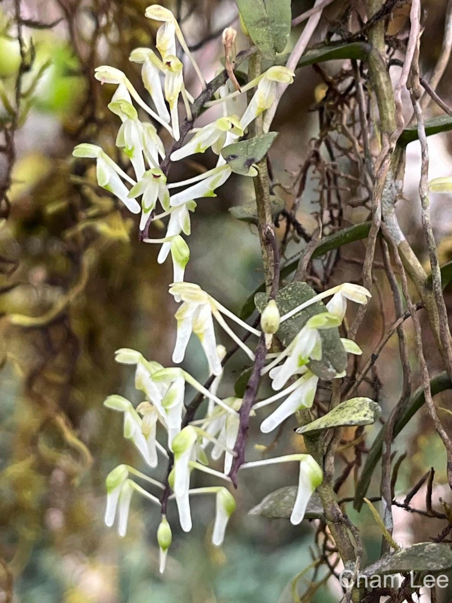 Robiquetia virescens Ormerod & S.S.Fernando